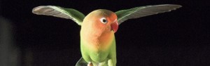 Bird-Wind-Tunnel